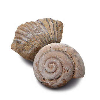 Discovery Mindblown Fossil Unearthed 2-Pack Mini Excavation Kit, with 5-pieces Unique And Natural Fossil