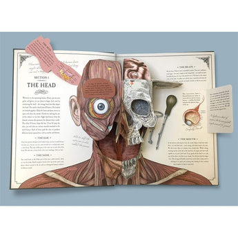 Templar Publishing The Human Body: A Pop Up Guide To Anatomy ” Children's Book For Kids | Children's & Teenage Fict... - My Little Thieves
