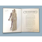 Templar Publishing The Human Body: A Pop Up Guide To Anatomy ” Children's Book For Kids | Children's & Teenage Fict... - My Little Thieves