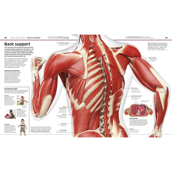 Dk Publishing Knowledge Encyclopedia Human Body ” Children's Book For Kids | Children's & Teenage Fiction Stories - My Little Thieves