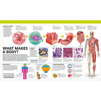 Dk Publishing Knowledge Encyclopedia Human Body ” Children's Book For Kids | Children's & Teenage Fiction Stories - My Little Thieves