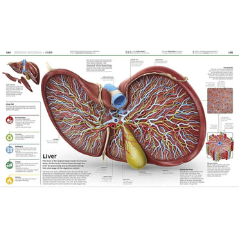 Dk Publishing Knowledge Encyclopedia Human Body ” Children's Book For Kids | Children's & Teenage Fiction Stories - My Little Thieves