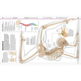 Dk Publishing Knowledge Encyclopedia Human Body ” Children's Book For Kids | Children's & Teenage Fiction Stories - My Little Thieves