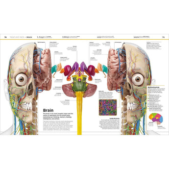 Dk Publishing Knowledge Encyclopedia Human Body ” Children's Book For Kids | Children's & Teenage Fiction Stories - My Little Thieves