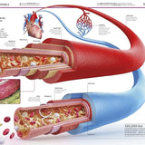 Dk Publishing Knowledge Encyclopedia Human Body â€” Children's Book For Kids | Children's & Teenage Fiction Stories