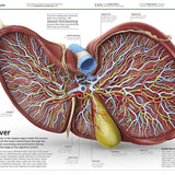 Dk Publishing Knowledge Encyclopedia Human Body â€” Children's Book For Kids | Children's & Teenage Fiction Stories