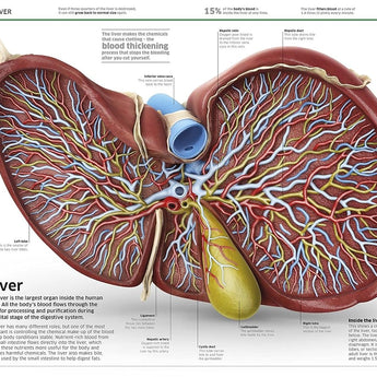 Dk Publishing Knowledge Encyclopedia Human Body â€” Children's Book For Kids | Children's & Teenage Fiction Stories