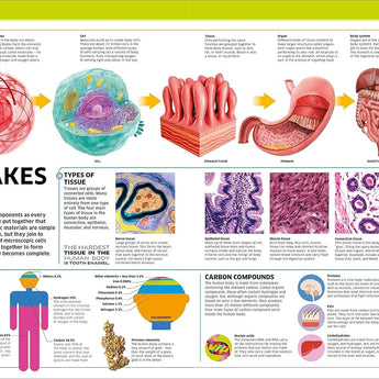 Dk Publishing Knowledge Encyclopedia Human Body â€” Children's Book For Kids | Children's & Teenage Fiction Stories