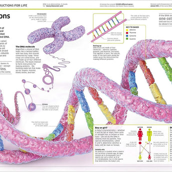 Dk Publishing Knowledge Encyclopedia Human Body â€” Children's Book For Kids | Children's & Teenage Fiction Stories