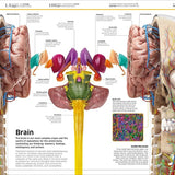 Dk Publishing Knowledge Encyclopedia Human Body â€” Children's Book For Kids | Children's & Teenage Fiction Stories