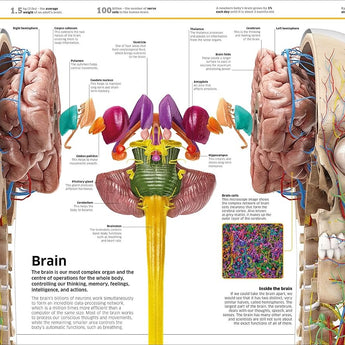 Dk Publishing Knowledge Encyclopedia Human Body â€” Children's Book For Kids | Children's & Teenage Fiction Stories