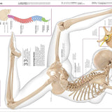 Dk Publishing Knowledge Encyclopedia Human Body â€” Children's Book For Kids | Children's & Teenage Fiction Stories