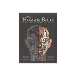 Templar Publishing The Human Body: A Pop Up Guide To Anatomy ” Children's Book For Kids | Children's & Teenage Fict... - My Little Thieves