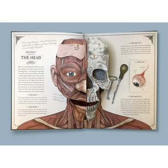 Templar Publishing The Human Body: A Pop Up Guide To Anatomy ” Children's Book For Kids | Children's & Teenage Fict... - My Little Thieves