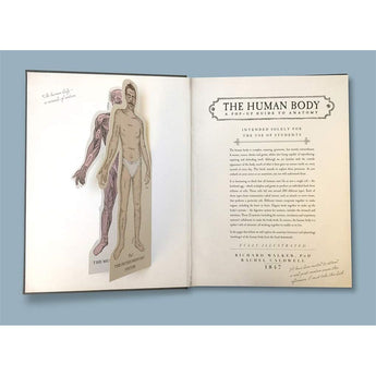 Templar Publishing The Human Body: A Pop Up Guide To Anatomy ” Children's Book For Kids | Children's & Teenage Fict... - My Little Thieves