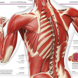 Dk Publishing Knowledge Encyclopedia Human Body ” Children's Book For Kids | Children's & Teenage Fiction Stories - My Little Thieves