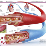 Dk Publishing Knowledge Encyclopedia Human Body ” Children's Book For Kids | Children's & Teenage Fiction Stories - My Little Thieves
