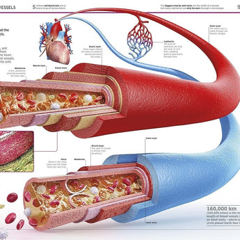 Dk Publishing Knowledge Encyclopedia Human Body ” Children's Book For Kids | Children's & Teenage Fiction Stories - My Little Thieves